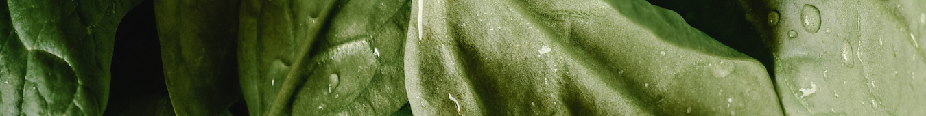 Spinach leaves background